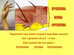 PPT - PIELEA PowerPoint Presentation - ID:4145923