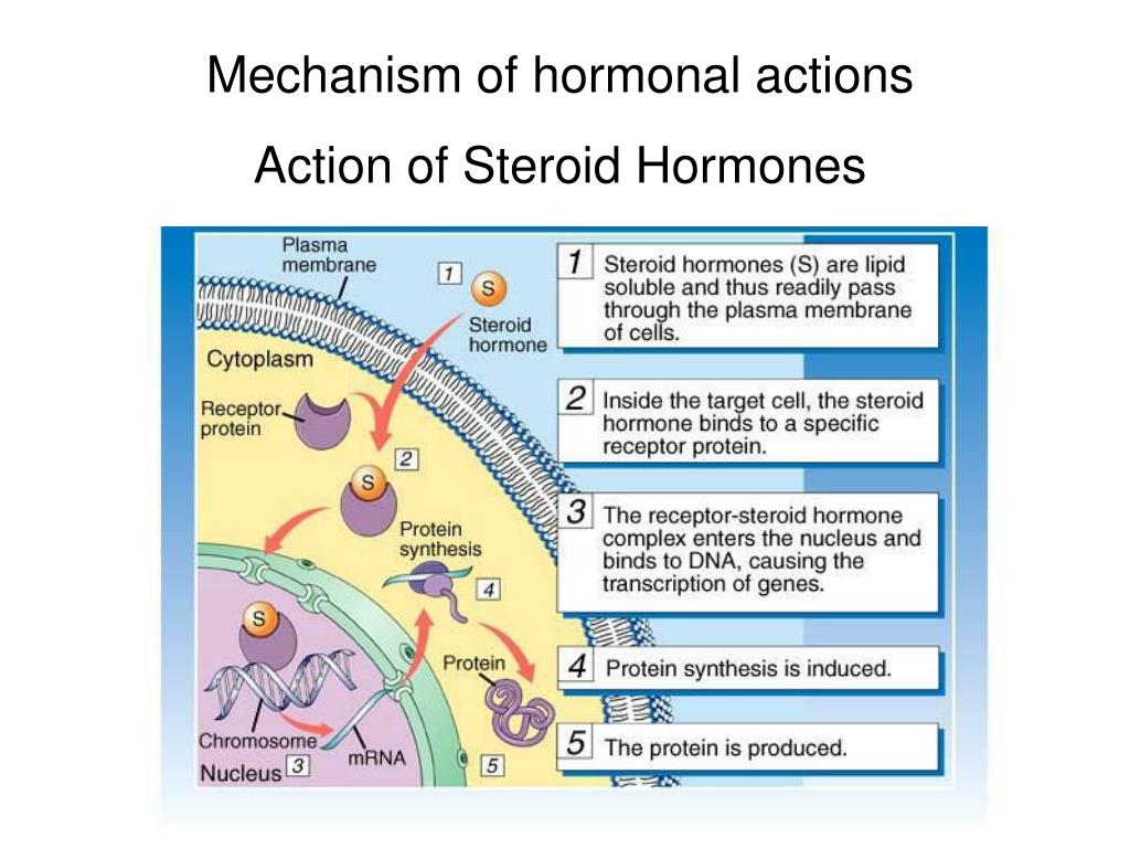 Mechanism of action. The mechanism of Action of Hormones. The mechanism of Action of Steroid Hormones. Steroid Hormones mechanism Signal. Steroids mechanism of Action.
