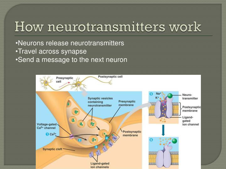 PPT - From Neurons to the Brain How Cocaine Effects Dopamine Levels ...