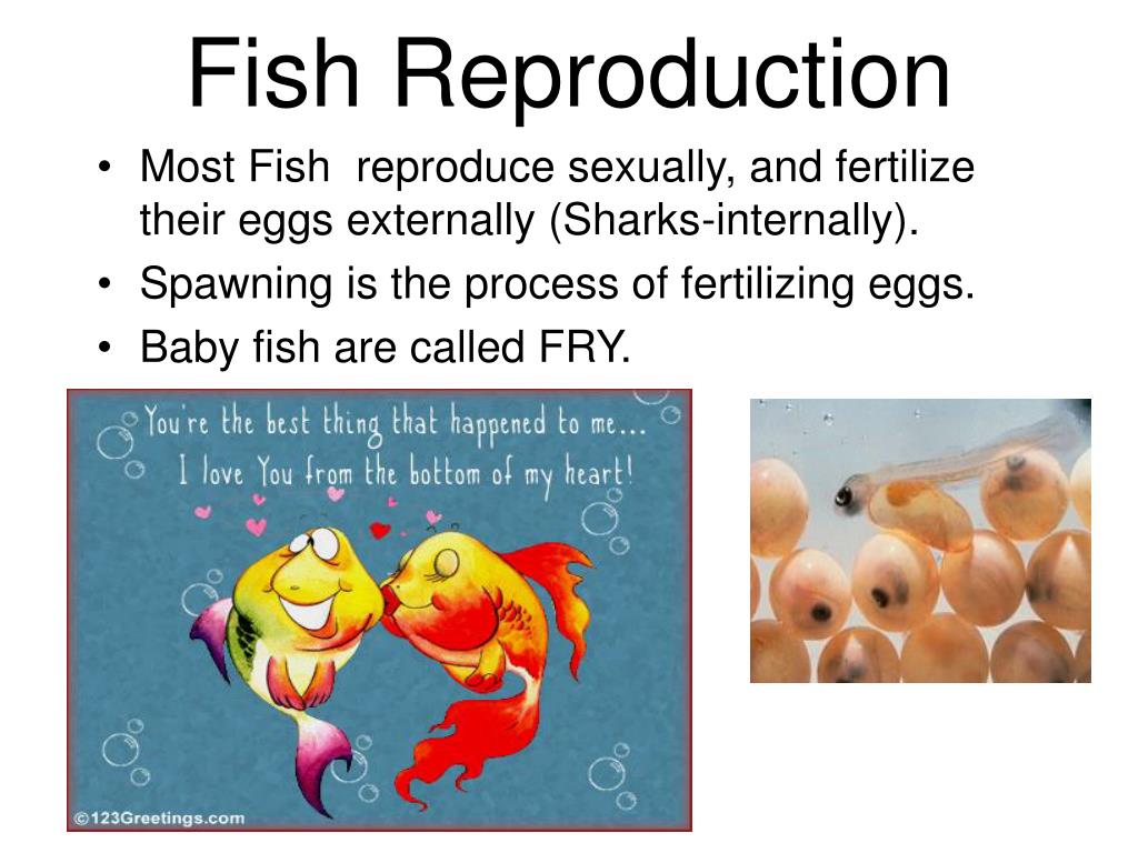 PPT Fish PowerPoint Presentation, free download ID4147640