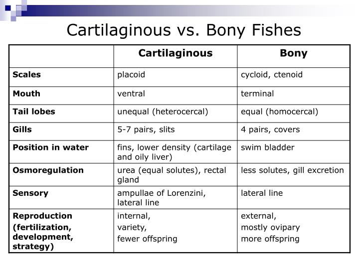 PPT Marine Vertebrates Fishes (part 2) PowerPoint Presentation ID