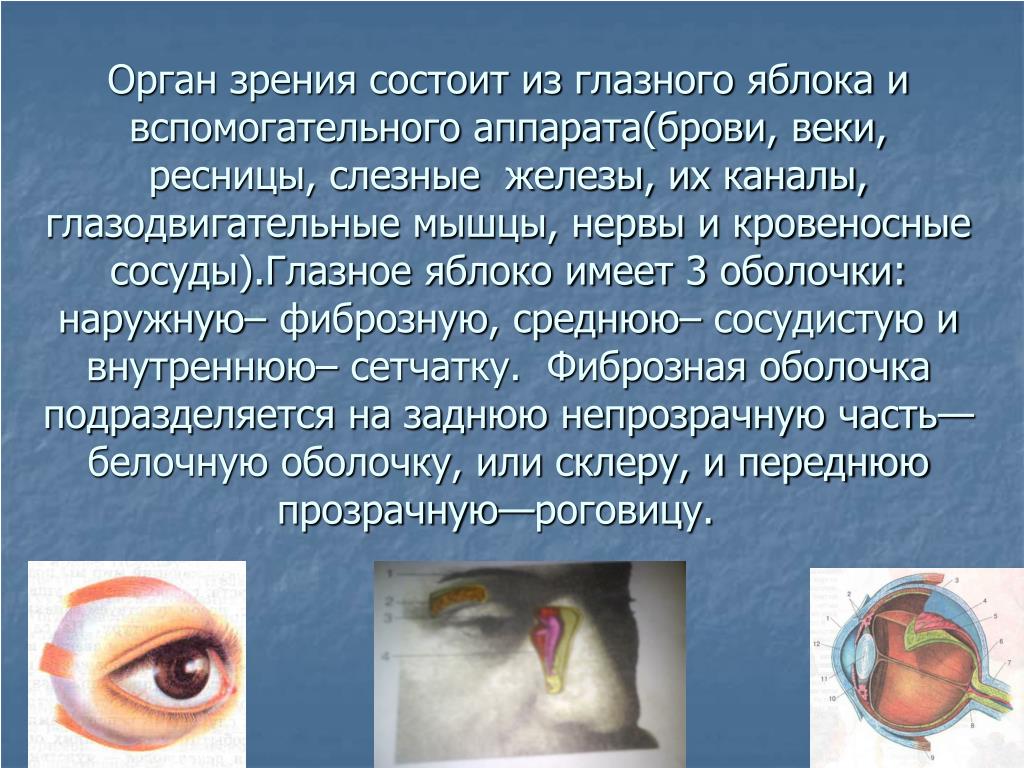 Информация через зрение. Орган зрения доклад. Глаза орган зрения сообщение. Сообщение о органе зрения. Органы зрения глаза доклад.