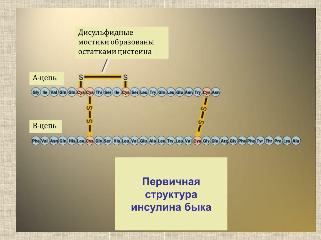 Дисульфидная связь в молекуле белка