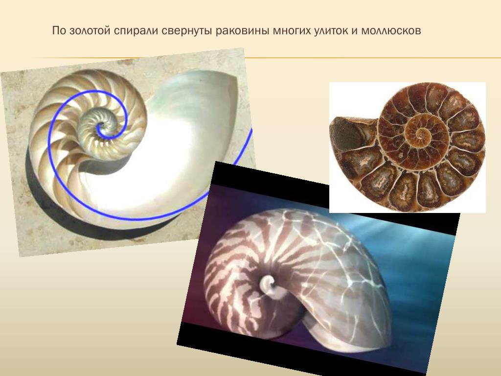 Лучевая симметрия моллюсков. Симметрия моллюсков. Двусторонне симметричные моллюски. Тип симметрии улитки. Ракушка симметрия.