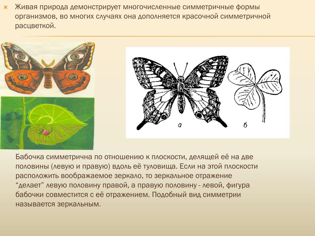 Укажите тип симметрии животного укажите среду. Тип симметрии бабочки. Бабочка вид симметрии. Укажите Тип симметрии бабочки. Какая симметрия у бабочки.