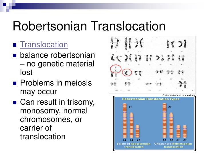 PPT Chromosomes and Karyotyping PowerPoint Presentation ID4153225
