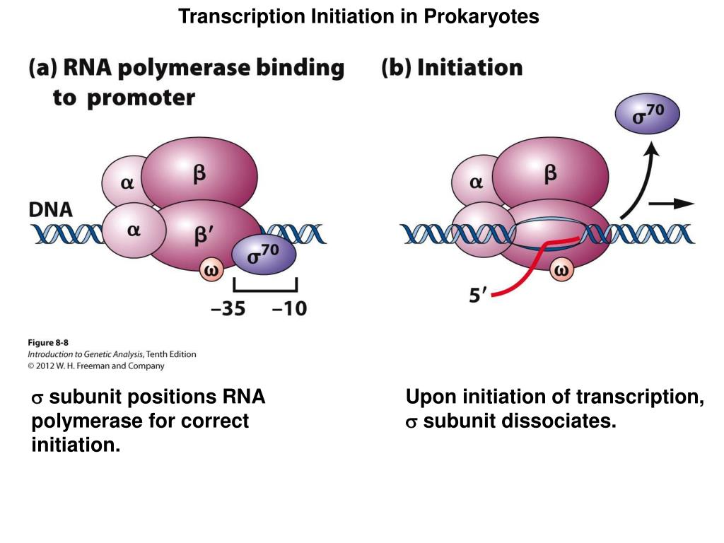 Сигма фактор. Сигма субъединица РНК полимераза. РНК полимераза прокариот строение. РНК полимераза e.coli. Сигма фактор РНК полимеразы.