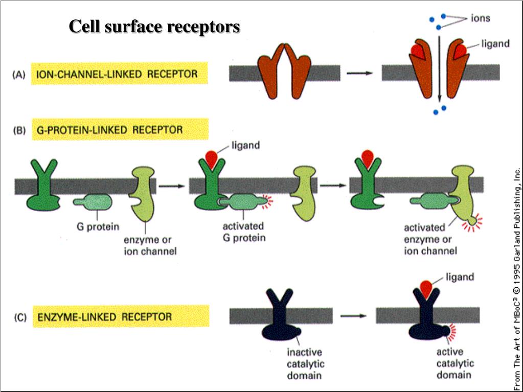 Ppt Signal Transduction Powerpoint Presentation Free Download Id4154050