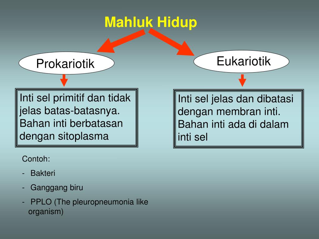 Organel Yang Dibatasi Membran Dan Berisi Enzim Pencernaan Disebut