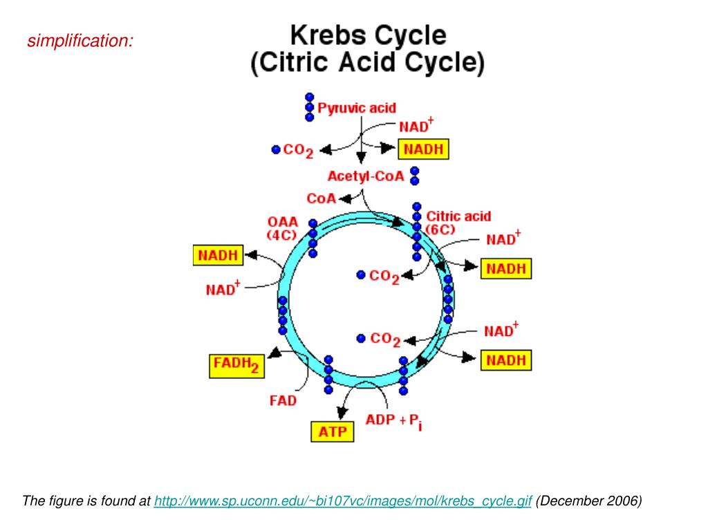 Цитратный цикл. Цикл трикарбоновых кислот. TCA Cycle. Krebs Cycle.