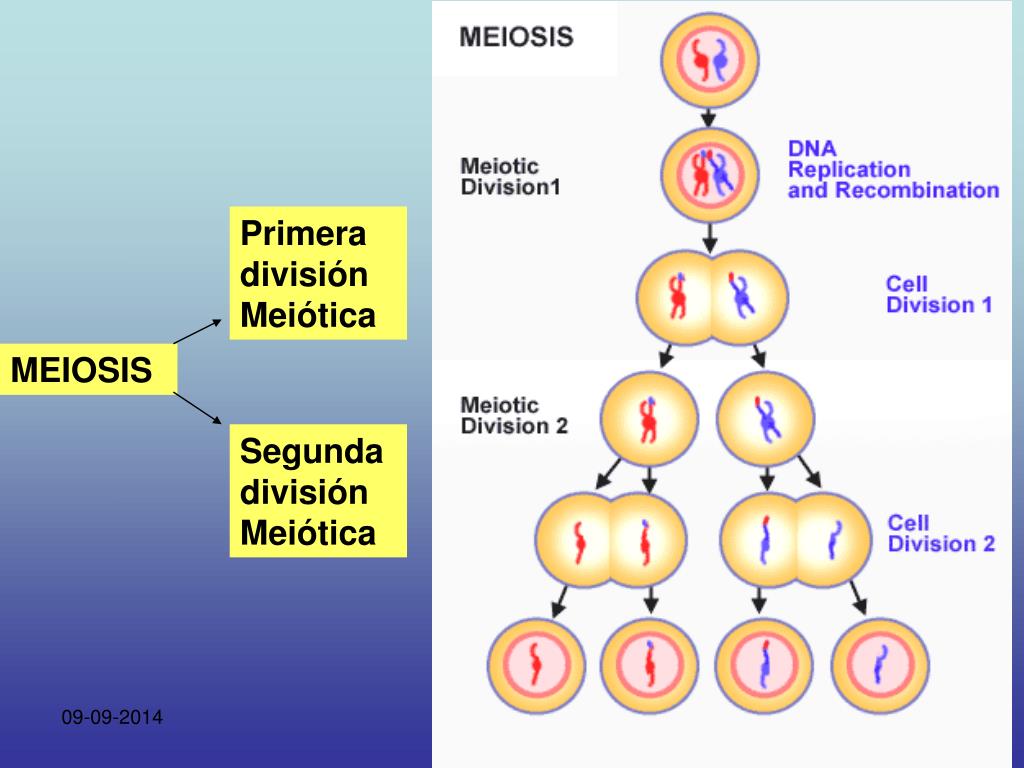 PPT  MEIOSIS PowerPoint Presentation, free download  ID4158246