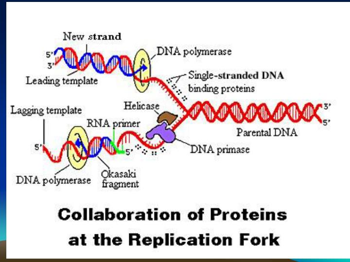 dna replication and biotechnology dna replication and biotechnology