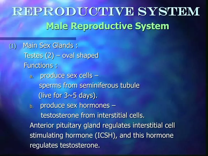 reproductive system male reproductive system n.