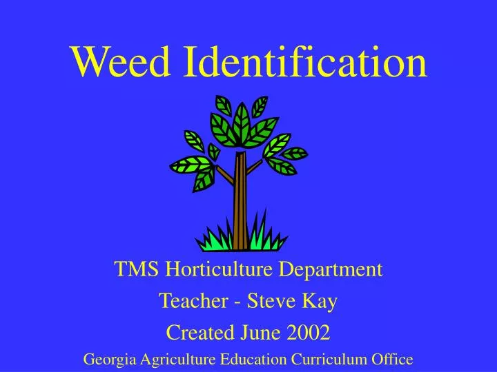 weed identification n.