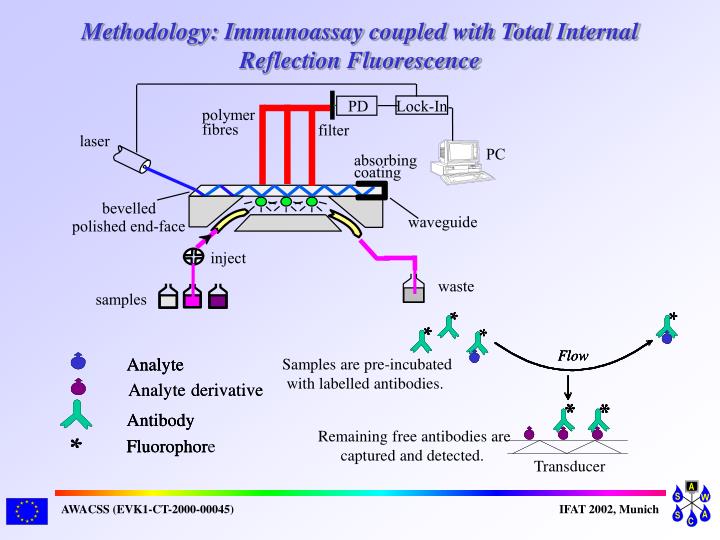 immuno essay immuno essay