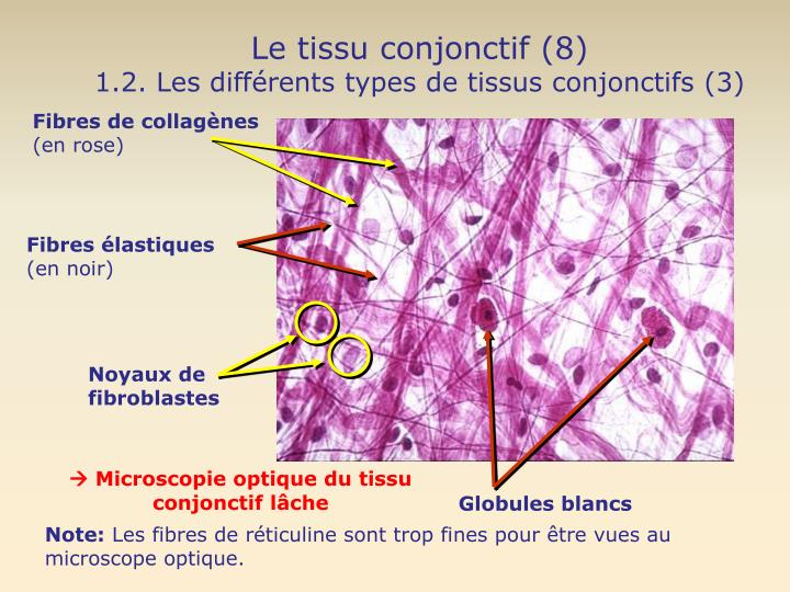 PPT - LES TISSUS DE L’ORGANISME PowerPoint Presentation - ID:4167407