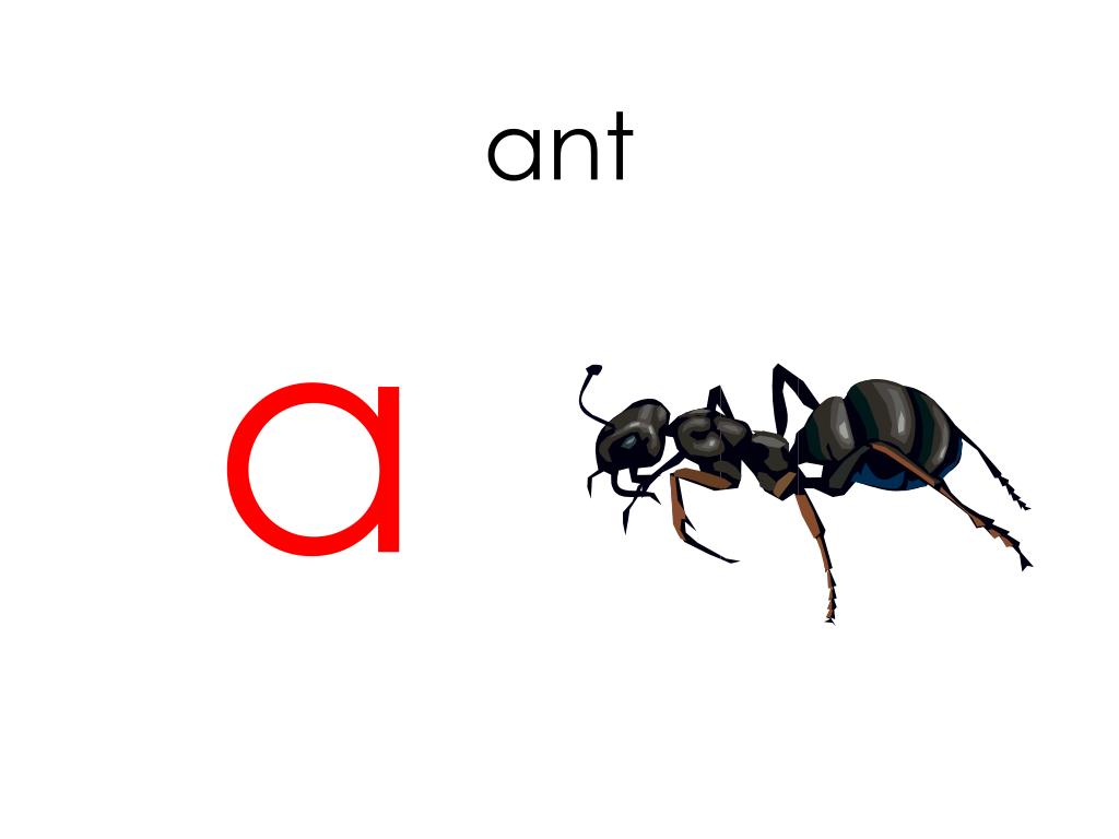Муравей по слогам. Муравей по английскому языку. Ant карточка. Карточка для английского языка муравья. Ant в английском языке.