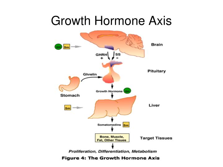 PPT - Endocrinology... The Study of Hormones PowerPoint Presentation - ID:4167461