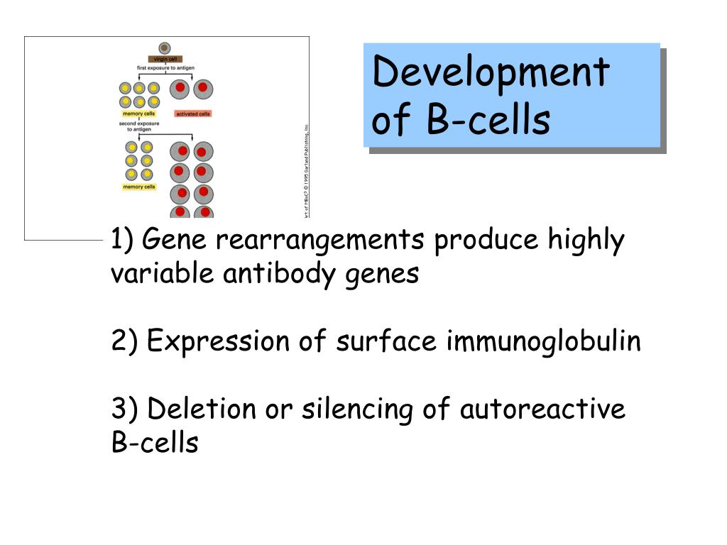 PPT - Development Of B-cells PowerPoint Presentation, Free Download ...