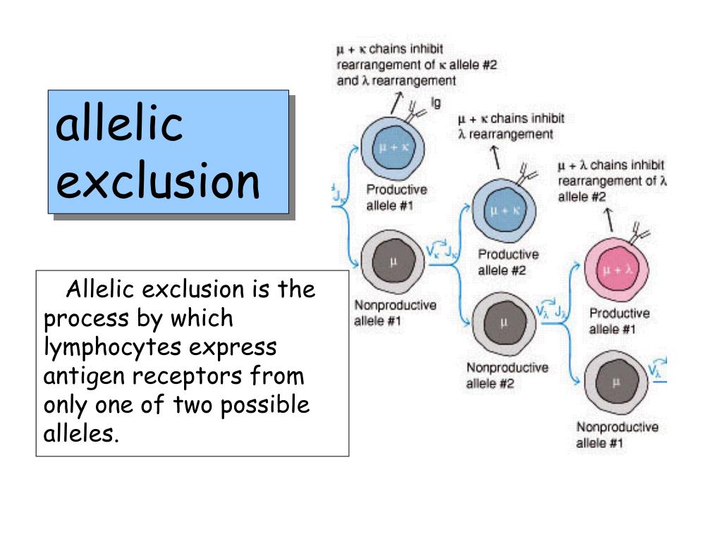 PPT - Development Of B-cells PowerPoint Presentation, Free Download ...