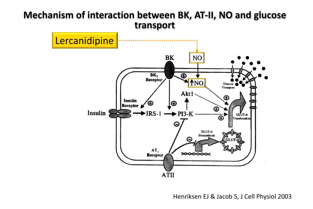 PPT - The Role Of Lercanidipine In The Treatment Of Hypertension: Blood ...