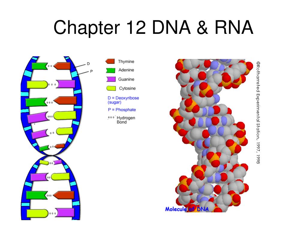 Рнк бактерии. ДНК И РНК атгц. Атгц. G- ДНК. 12 ДНК.
