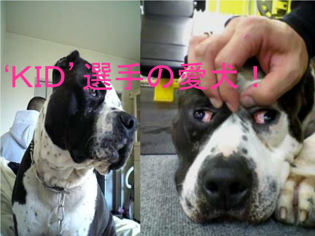 Ppt 山本 kid 徳郁 Powerpoint Presentation Free Download Id Ppt 山本 kid 徳郁 Powerpoint Presentation Free Download Id