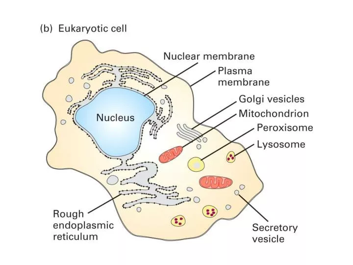 Ppt 50 Of The Cell Volume Is In Membrane Bound Organelles Powerpoint Presentation Id 4172587