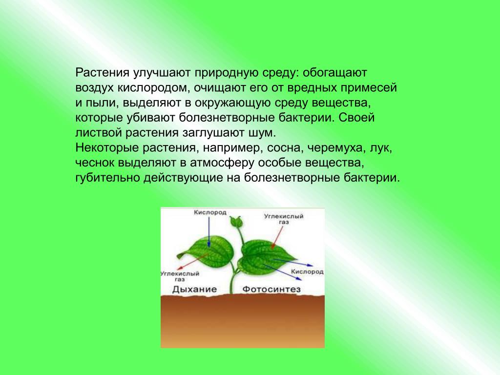 Какие особые вещества выделяют в воздух листья