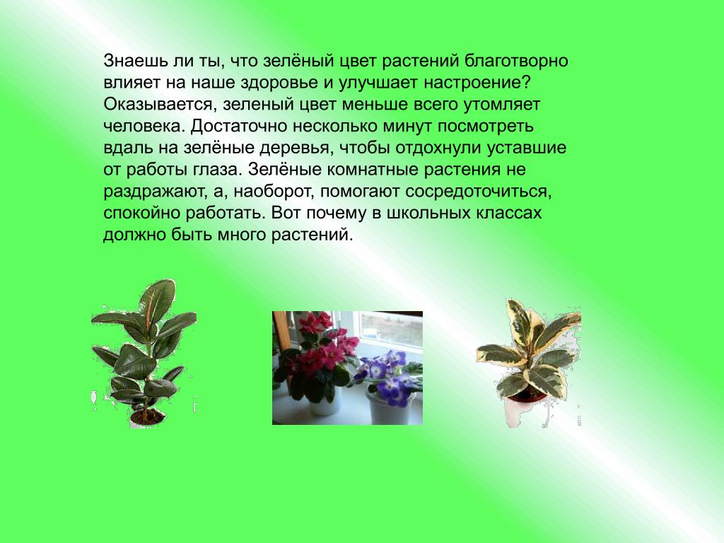 PPT - Растения – живые существа? PowerPoint Presentation - ID:4173325