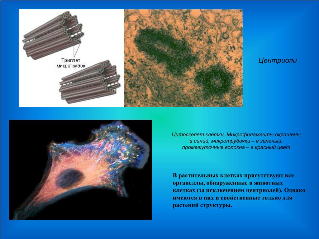 В каких клетках имеются центриоли. Центриоли цитоскелет. Микрофиламенты в растительной клетке. Центриоли в растительной клетке.
