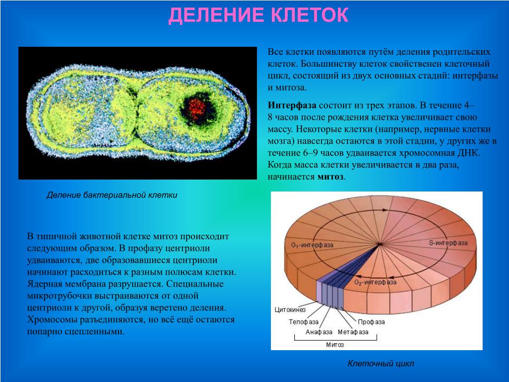 Деление центральной клетки. Клеточное деление. Состоит из двух клеточных делений.. Деление клеток клеточный цикл. Клеточный цикл состоит из клеточного деления и интерфазы..