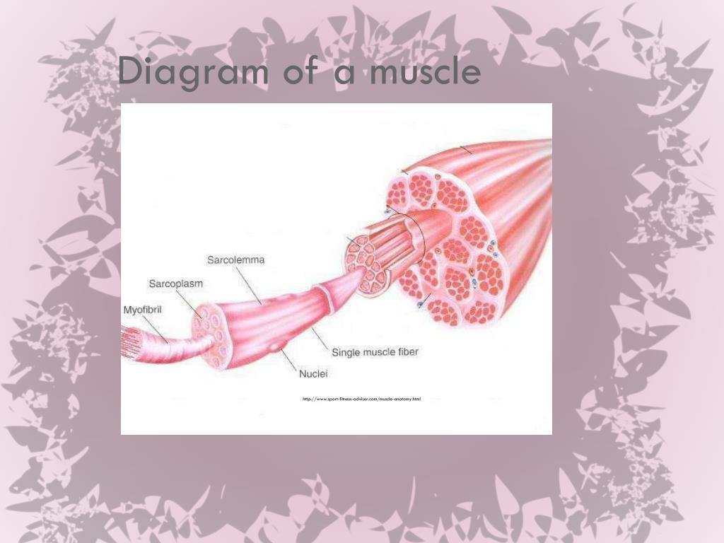 The Muscular System PowerPoint Presentation free download Biology Diagrams