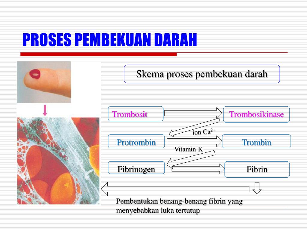 Ppt Biologi Kelas Xi Powerpoint Presentation Free