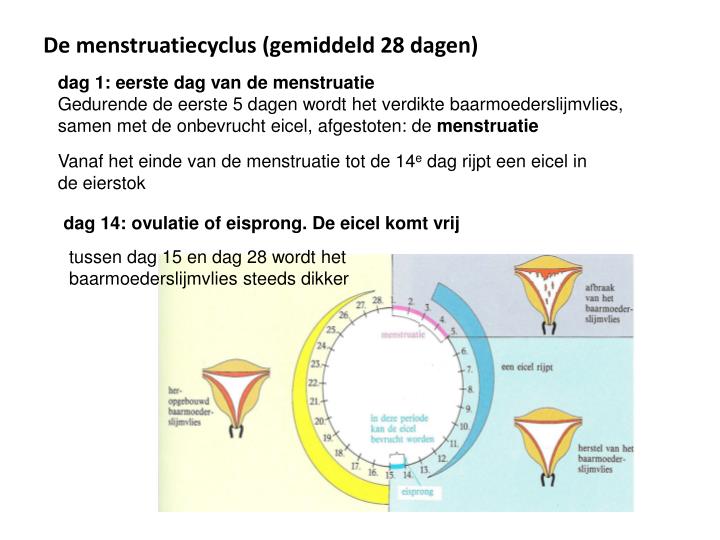 PPT - Voortplanting… PowerPoint Presentation - ID:4173818