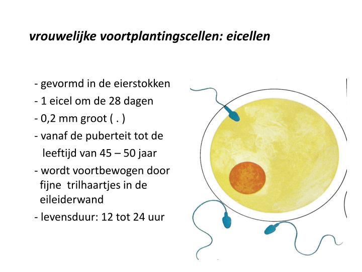 verdikte prostaat