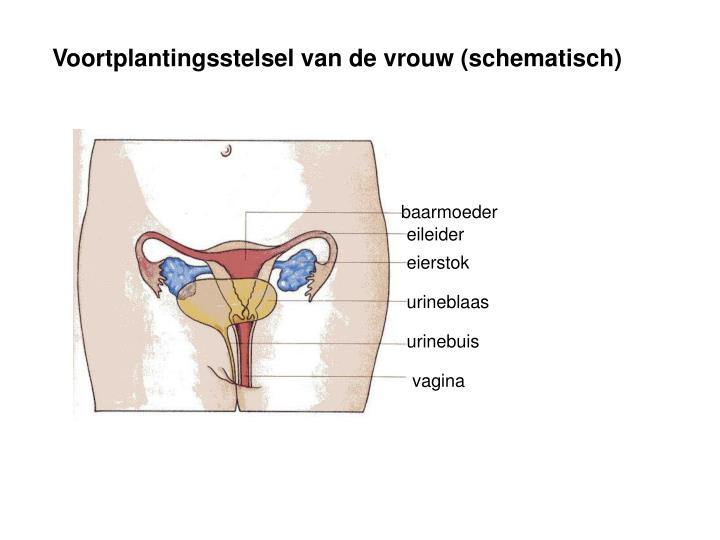 verdikte prostaat