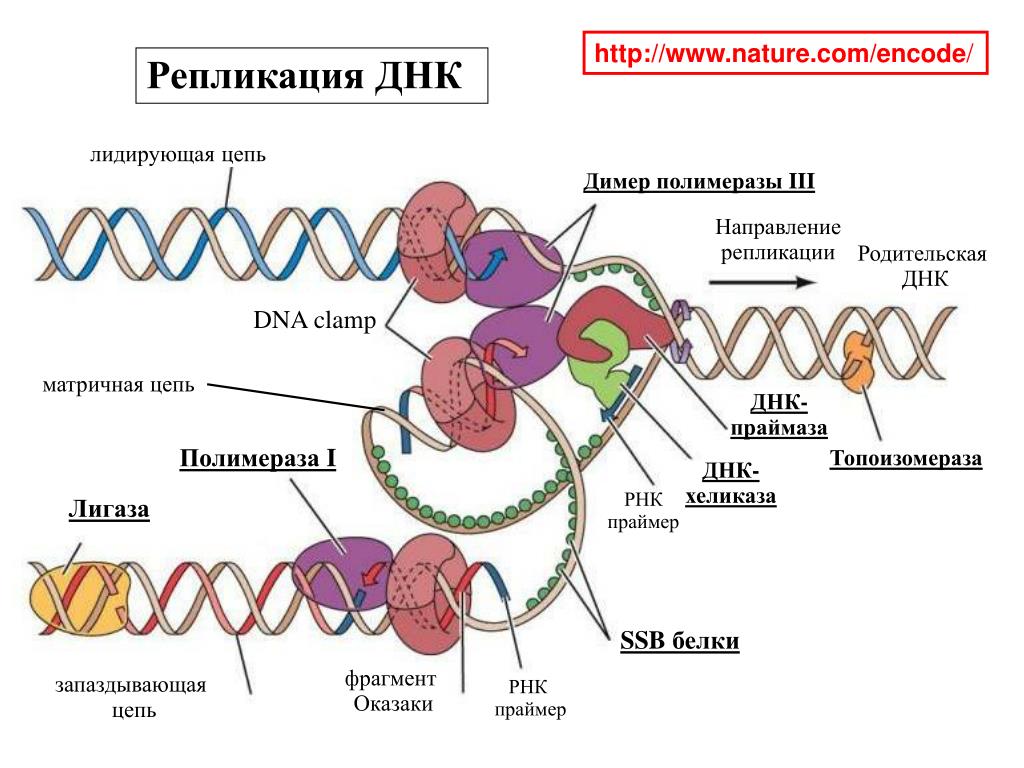 Ssb белок. Репликация самоудвоение ДНК. Биологии репликация ДНК схема. Синтез ДНК репликация биохимия. Репликация это в биологии.