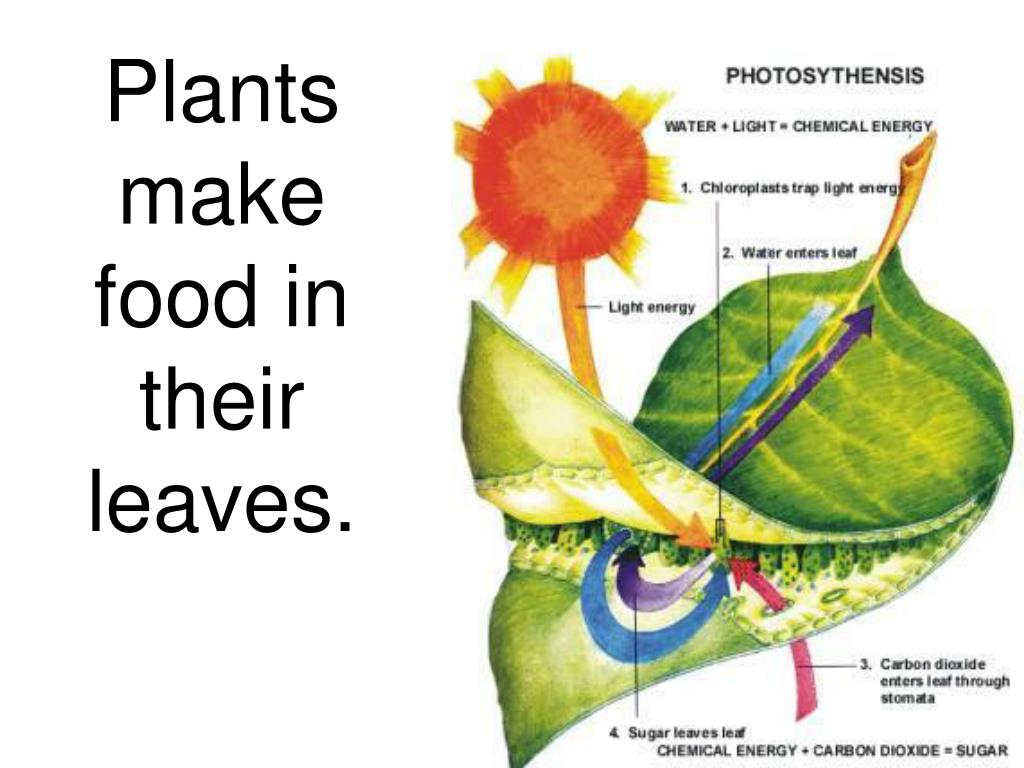 PPT Plants Produce Food PowerPoint Presentation, free download ID4174224