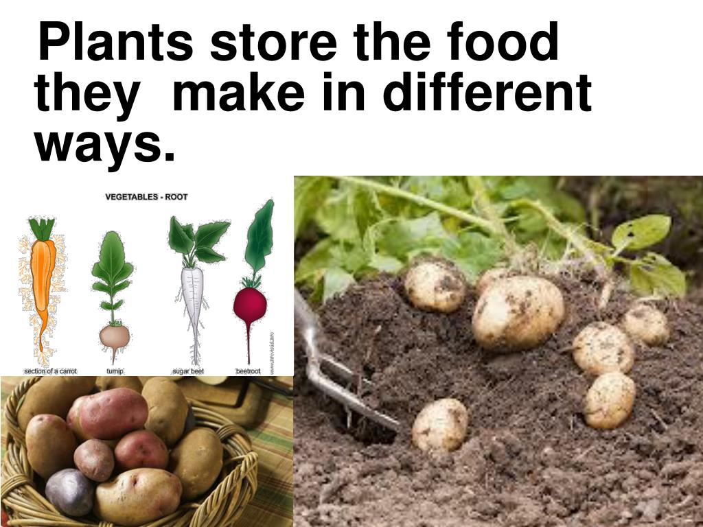 Provided plants