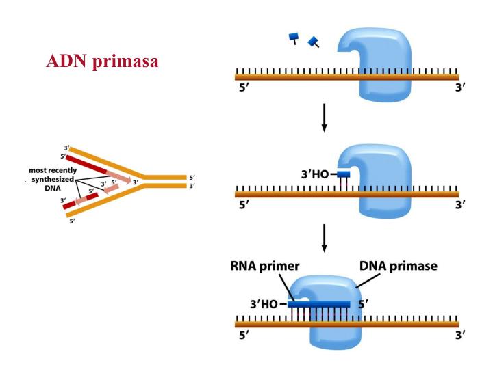 Funcion De La Primasa En La Replicacion Del Adn