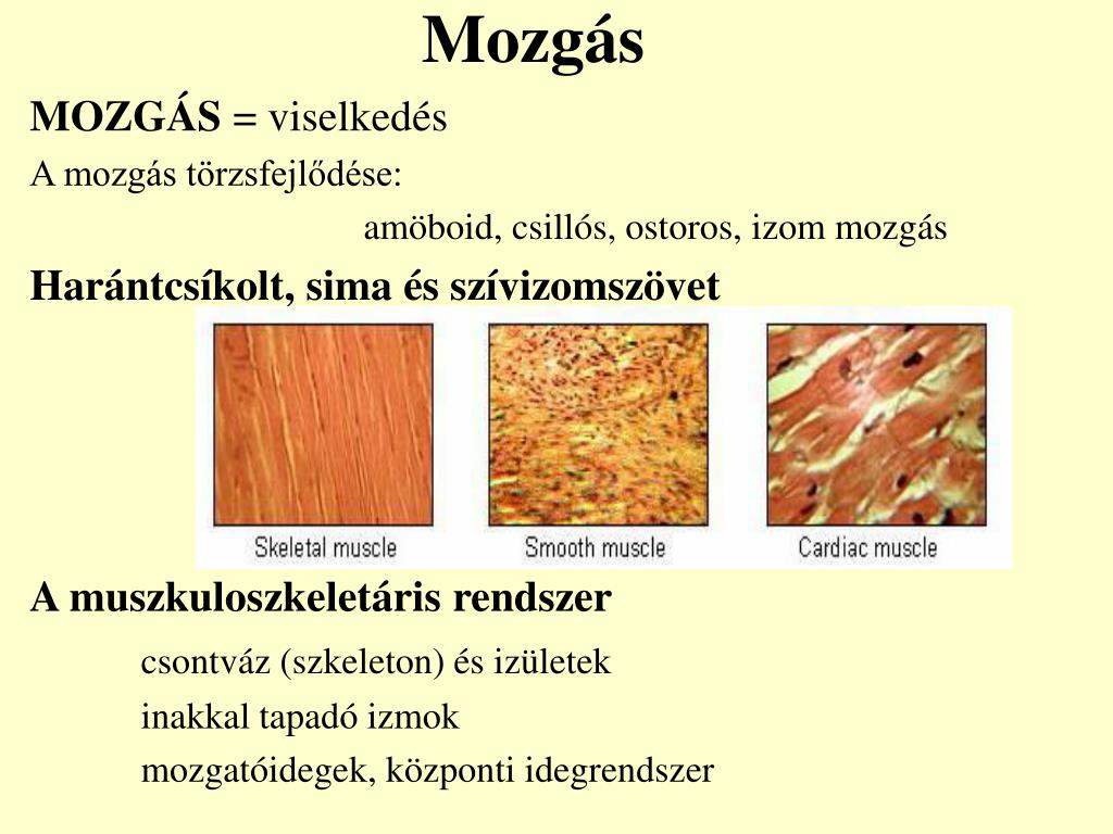 PPT - Mozgás PowerPoint Presentation, free download - ID:4177498