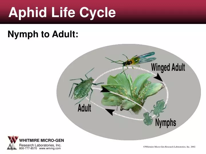 aphid life cycle n.