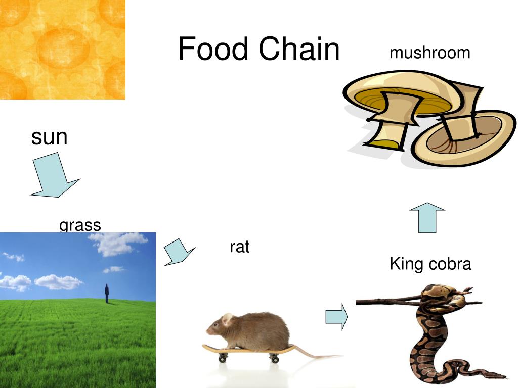 King Cobras PowerPoint Presentation, free download Biology Diagrams