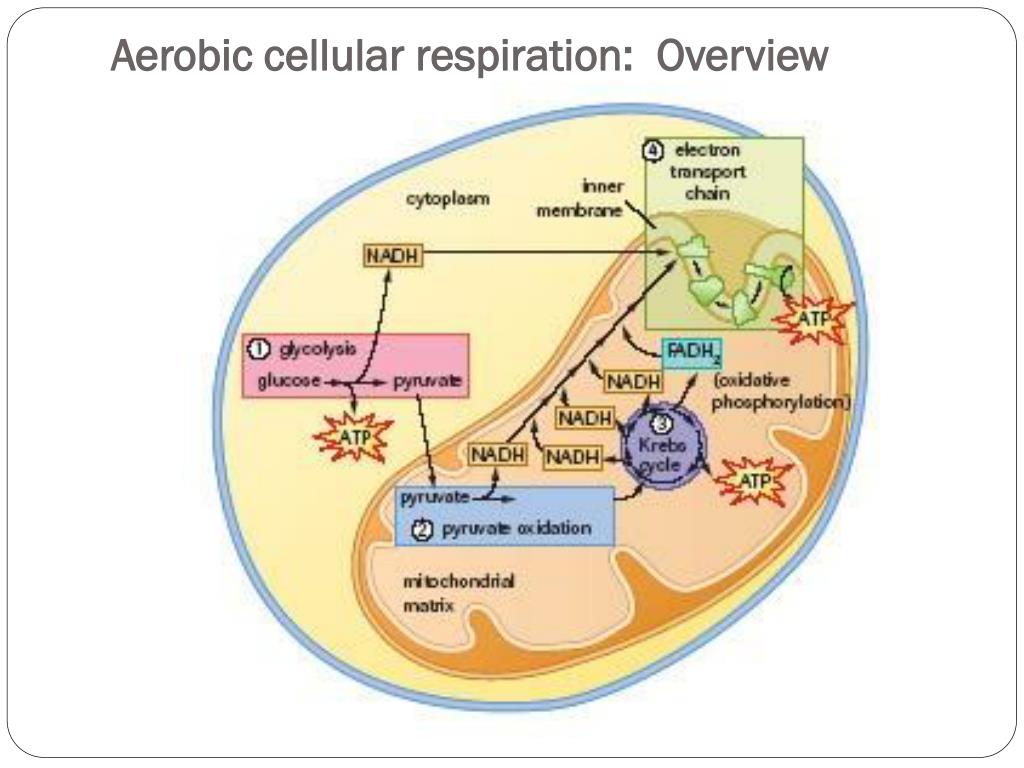Cellular respiration an overview knowfreeloads