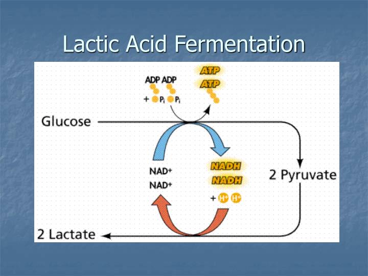 Ppt Reactions Metabolism Powerpoint Presentation Id4180942 1920