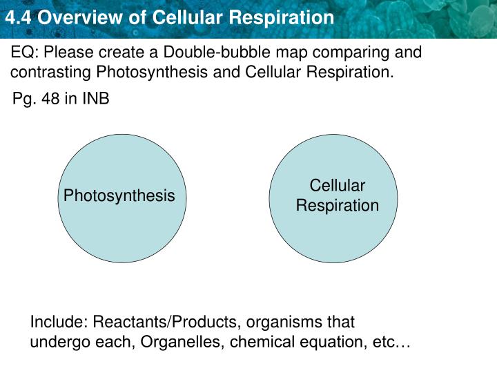 essay questions for cellular respiration essay questions for cellular respiration