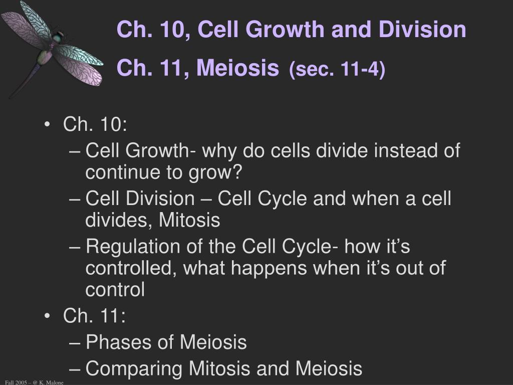 Ppt Ch 10 Cell Growth And Division Ch 11 Meiosis Sec 11 4 Powerpoint Presentation Id 4181799
