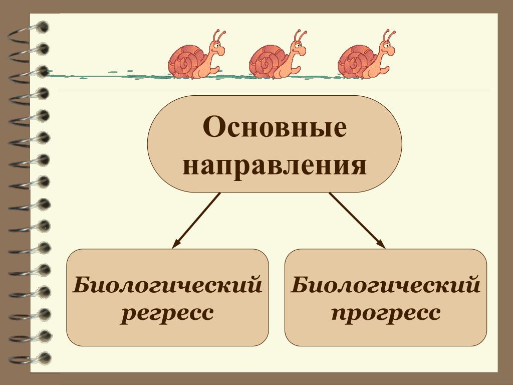 Схема биологического прогресса