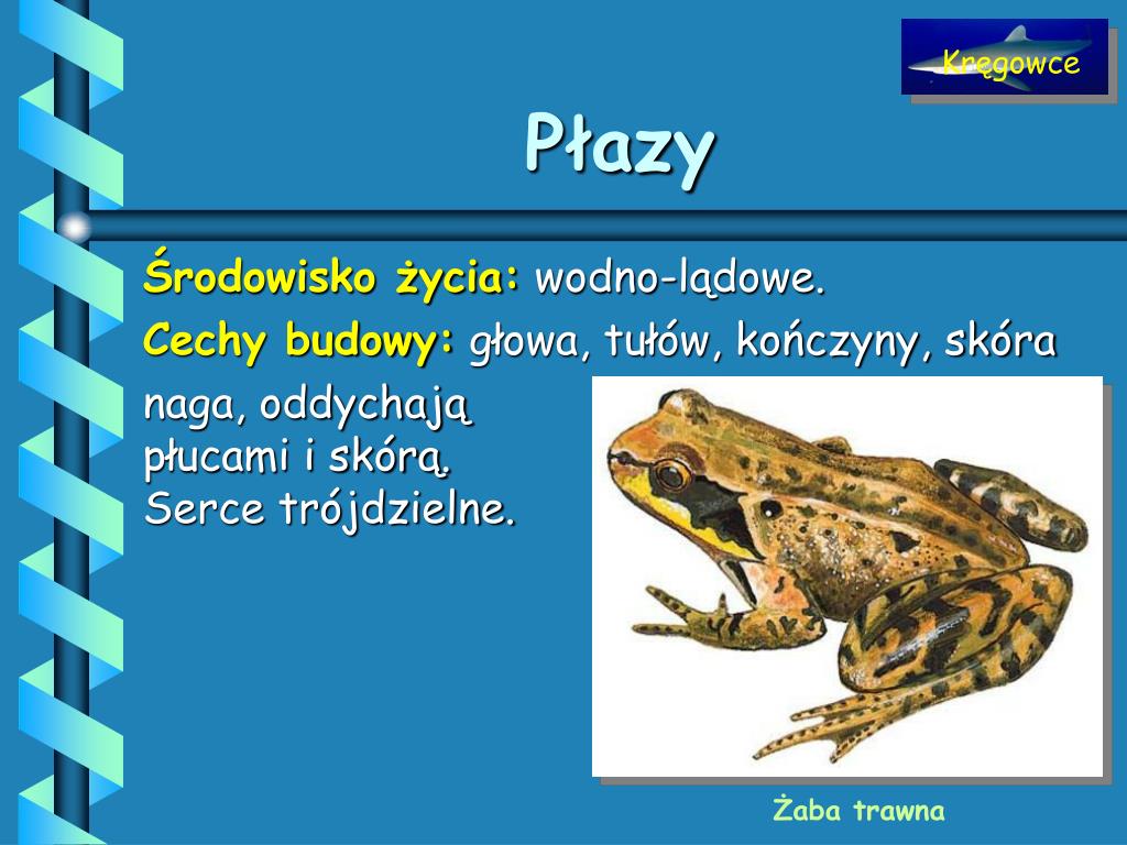 W Królestwie Zwierząt Klasa 6
